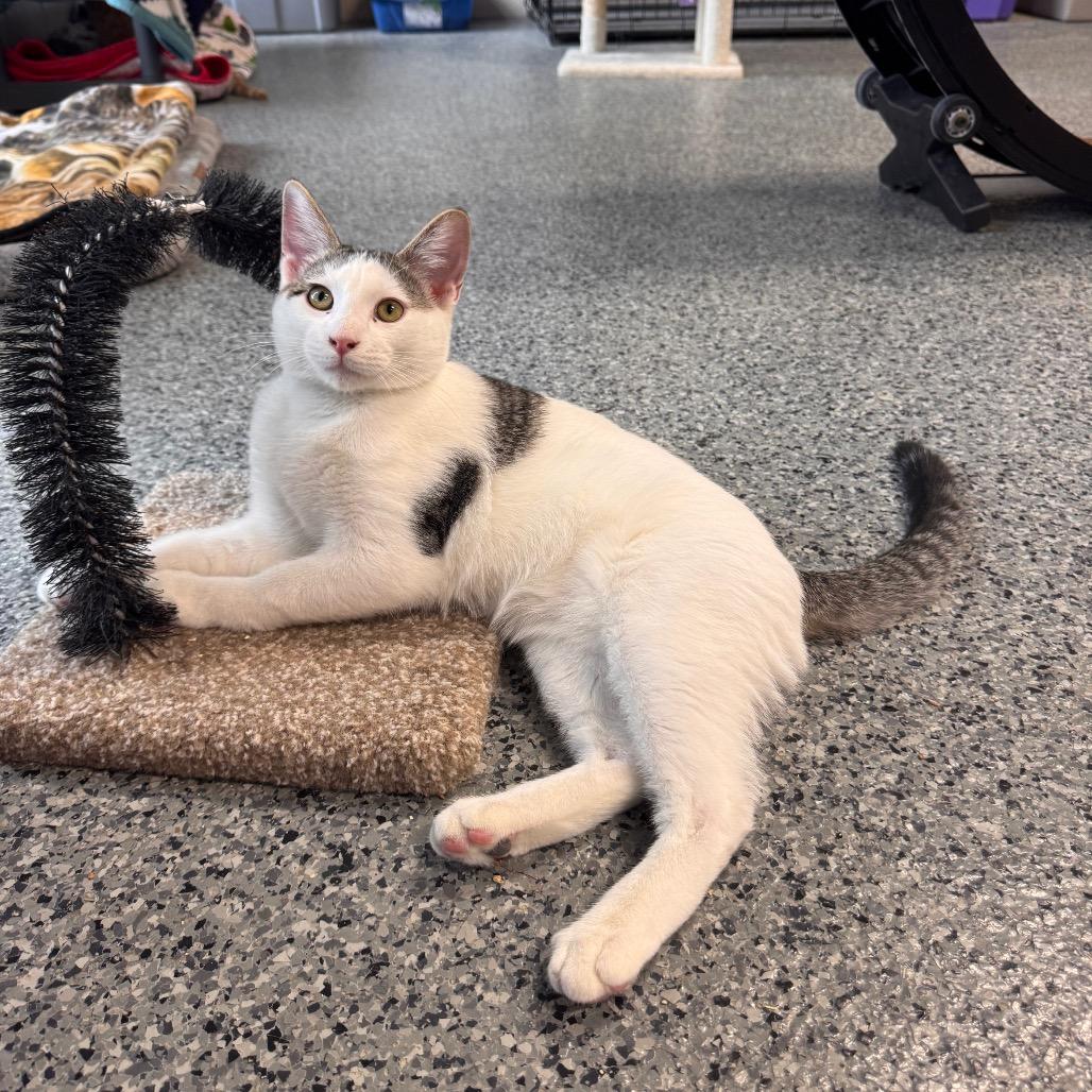 Enlarge Jack Skellington, a Adoptable Domestic Short Hair in Mondovi, WI image 2/4