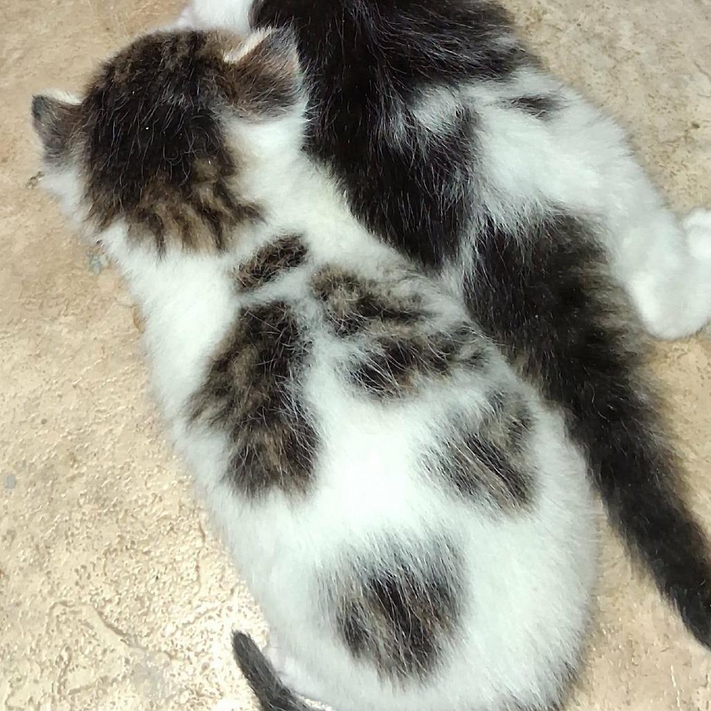 Jack Skellington, a Adoptable Domestic Short Hair in Mondovi, WI image 2/2