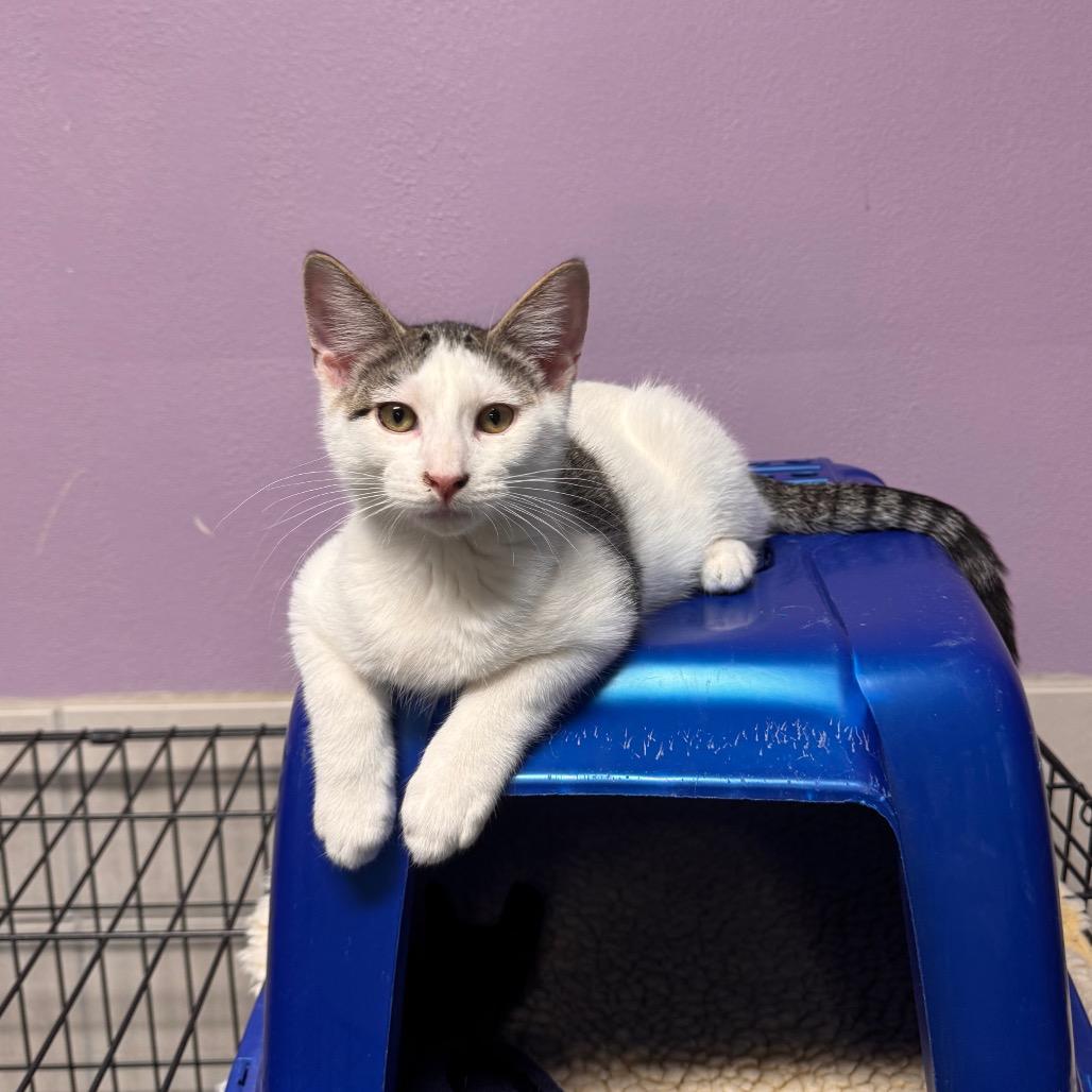 Enlarge Jack Skellington, a Adoptable Domestic Short Hair in Mondovi, WI image 3/4