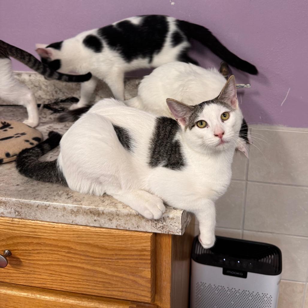 Enlarge Jack Skellington, a Adoptable Domestic Short Hair in Mondovi, WI image 4/4