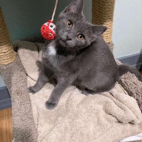 GIOIA, ADOPTABLE, Kitten Female Domestic Short Hair & Russian Blue.
