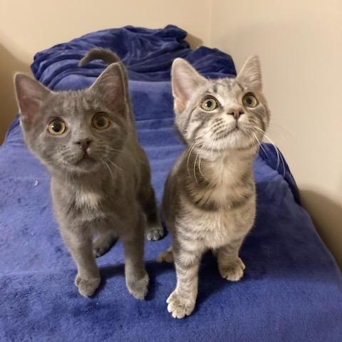 GIOIA, a ADOPTABLE mixed breed in Watkinsville, GA image 2/4