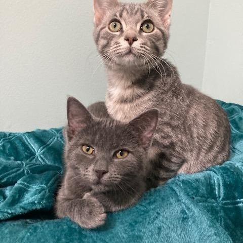 GIOIA, a ADOPTABLE mixed breed in Watkinsville, GA image 3/4