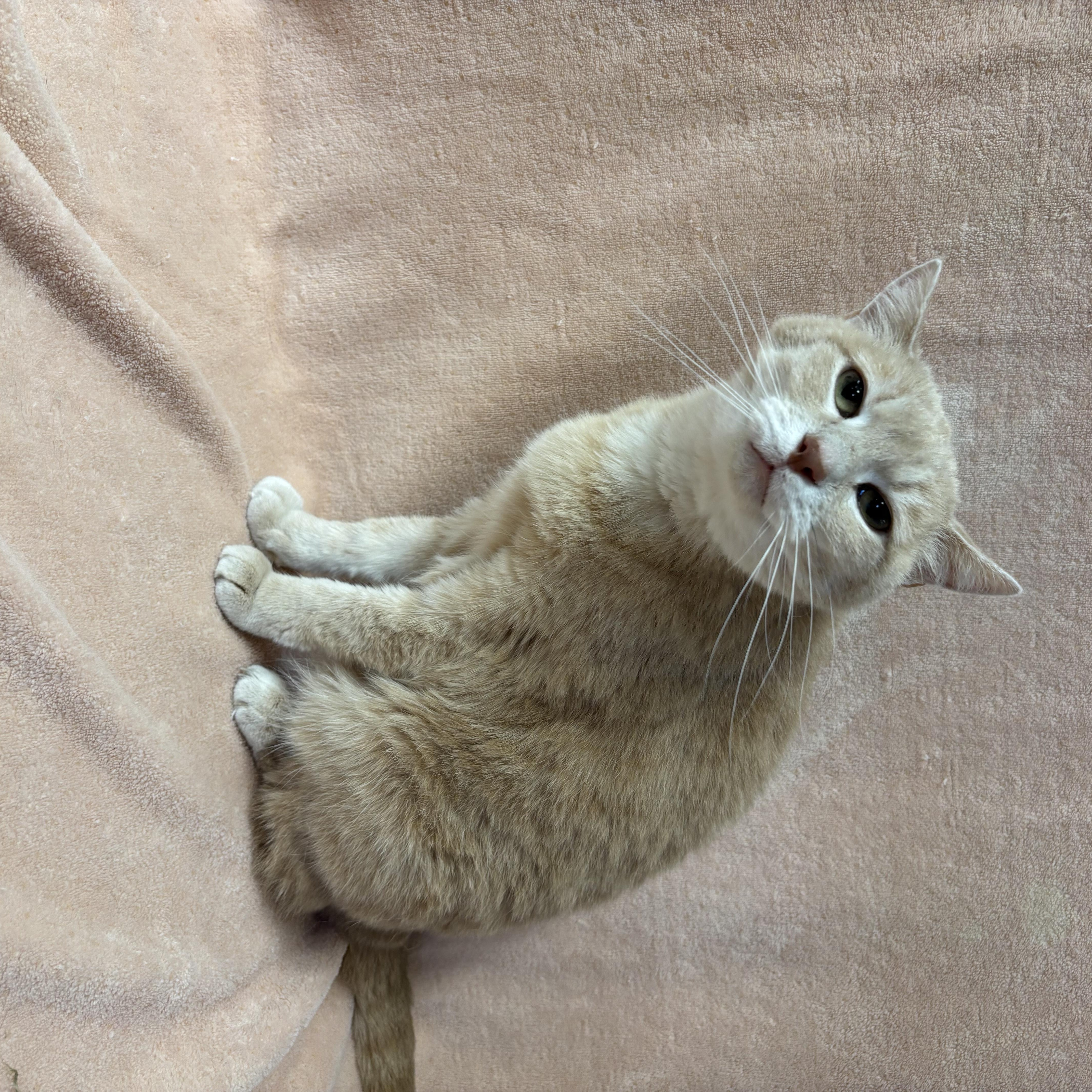 Nala, an adoptable Domestic Short Hair in Torrington, WY, 82240 | Photo Image 2