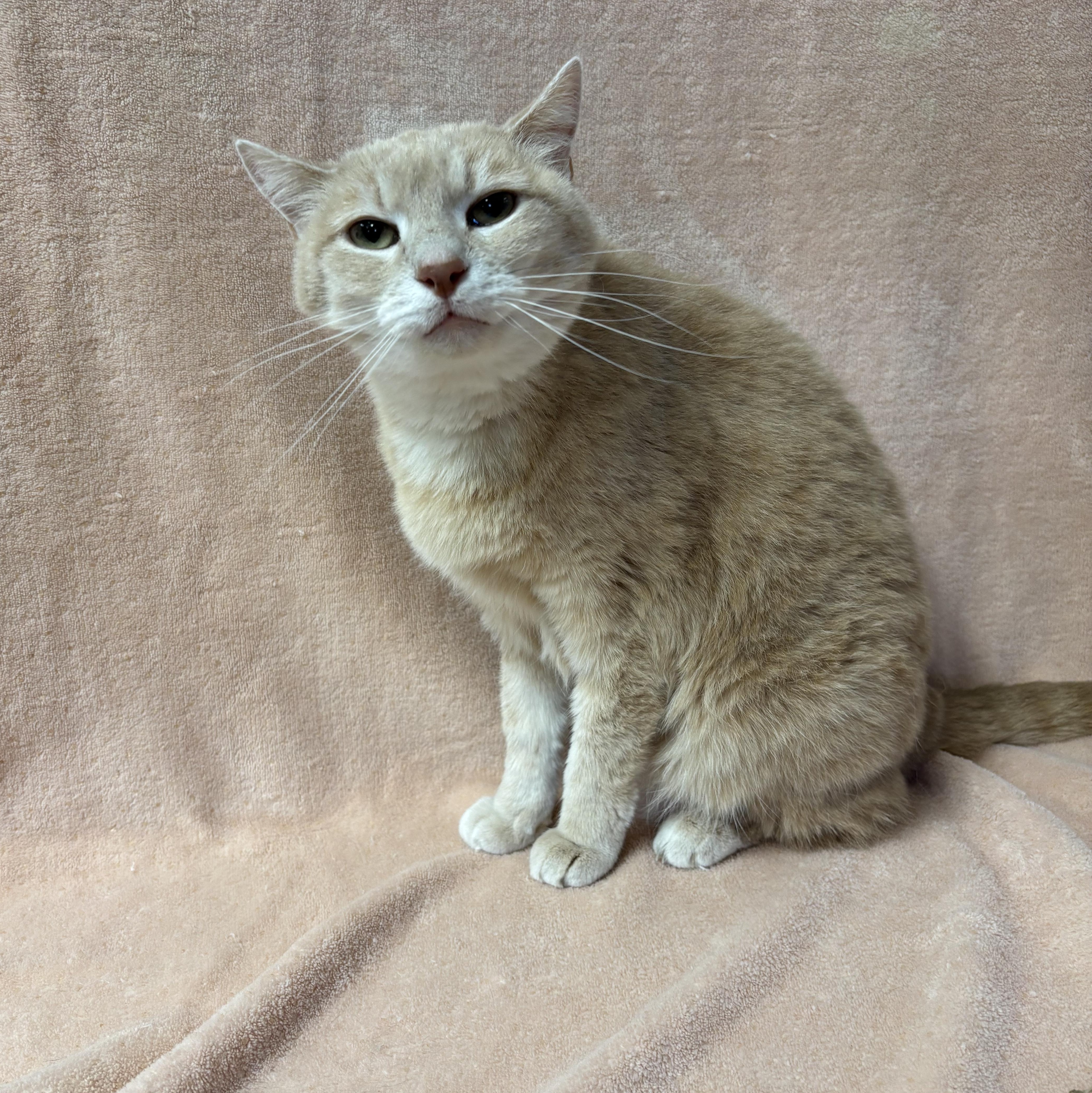 Nala, an adoptable Domestic Short Hair in Torrington, WY, 82240 | Photo Image 1