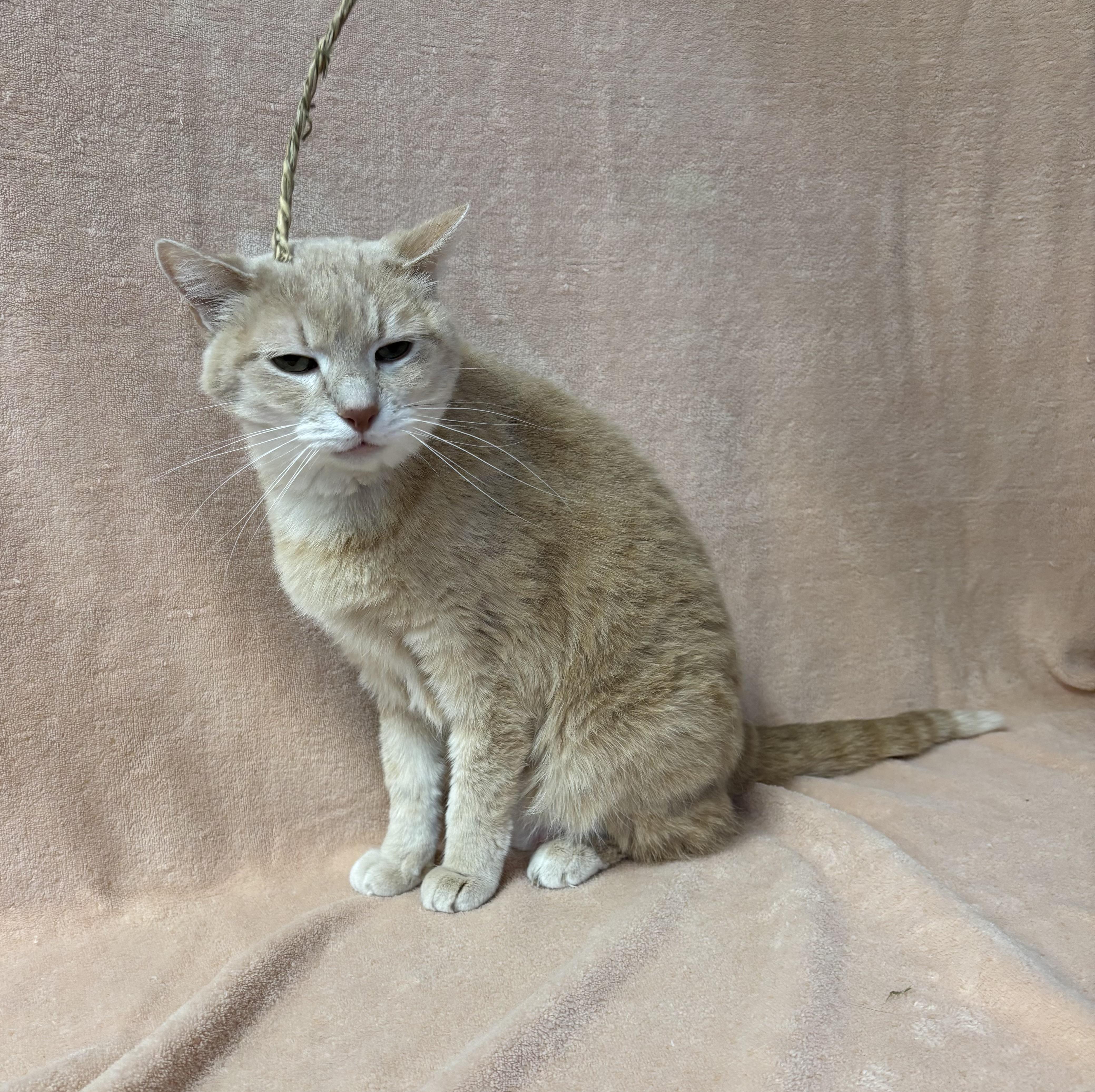 Nala, an adoptable Domestic Short Hair in Torrington, WY, 82240 | Photo Image 4