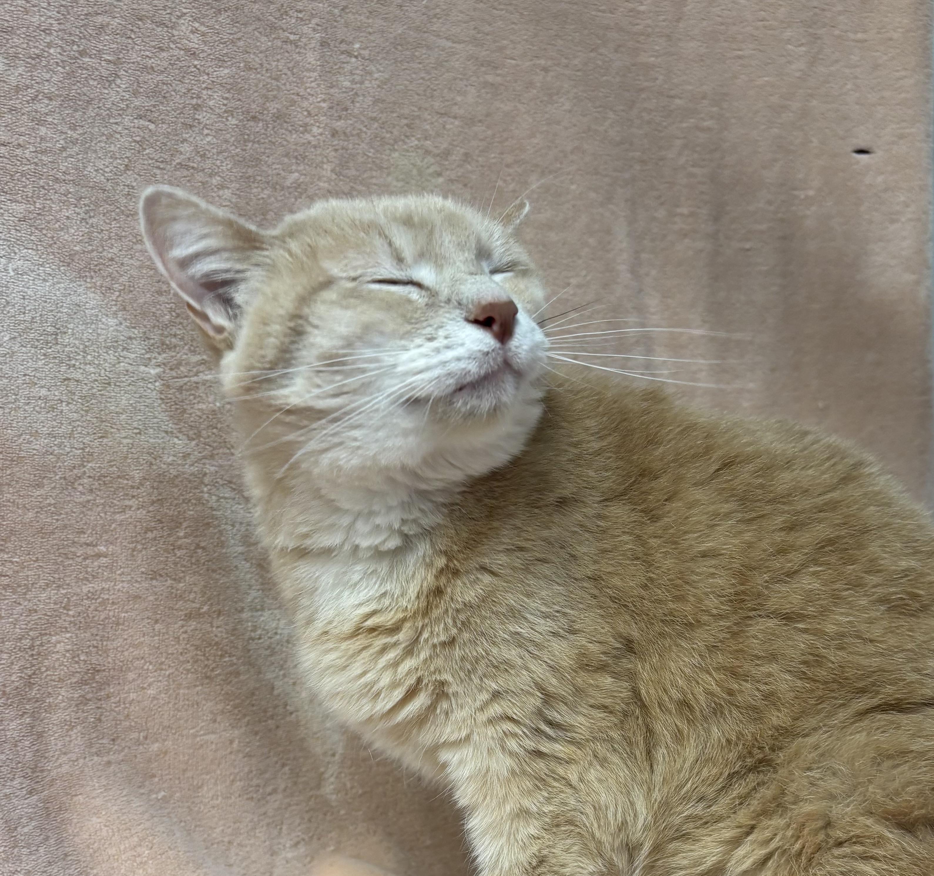 Nala, an adoptable Domestic Short Hair in Torrington, WY, 82240 | Photo Image 3