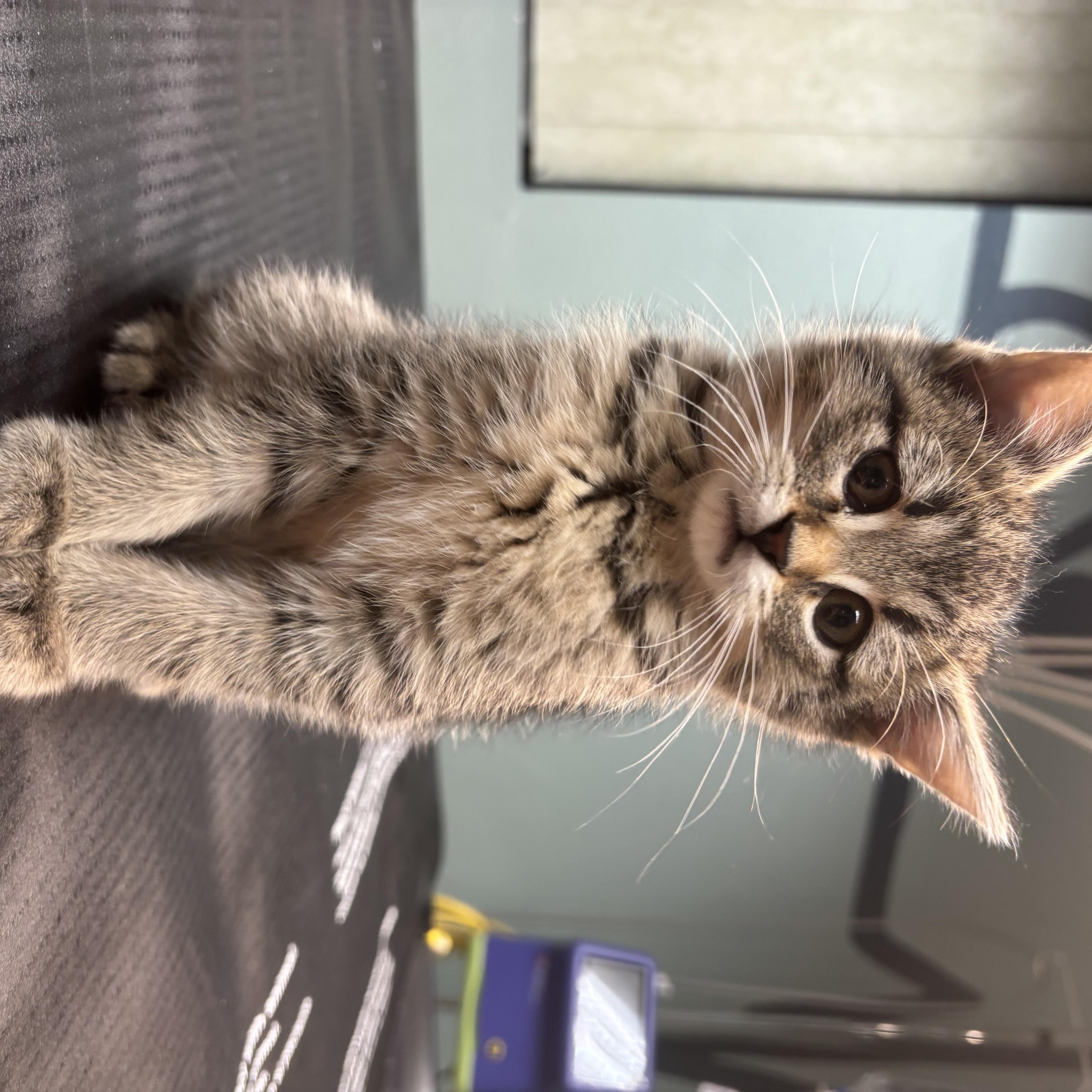 Enlarge Jack Sparrow, a Adoptable Domestic Short Hair in Boone, IA image 1/3