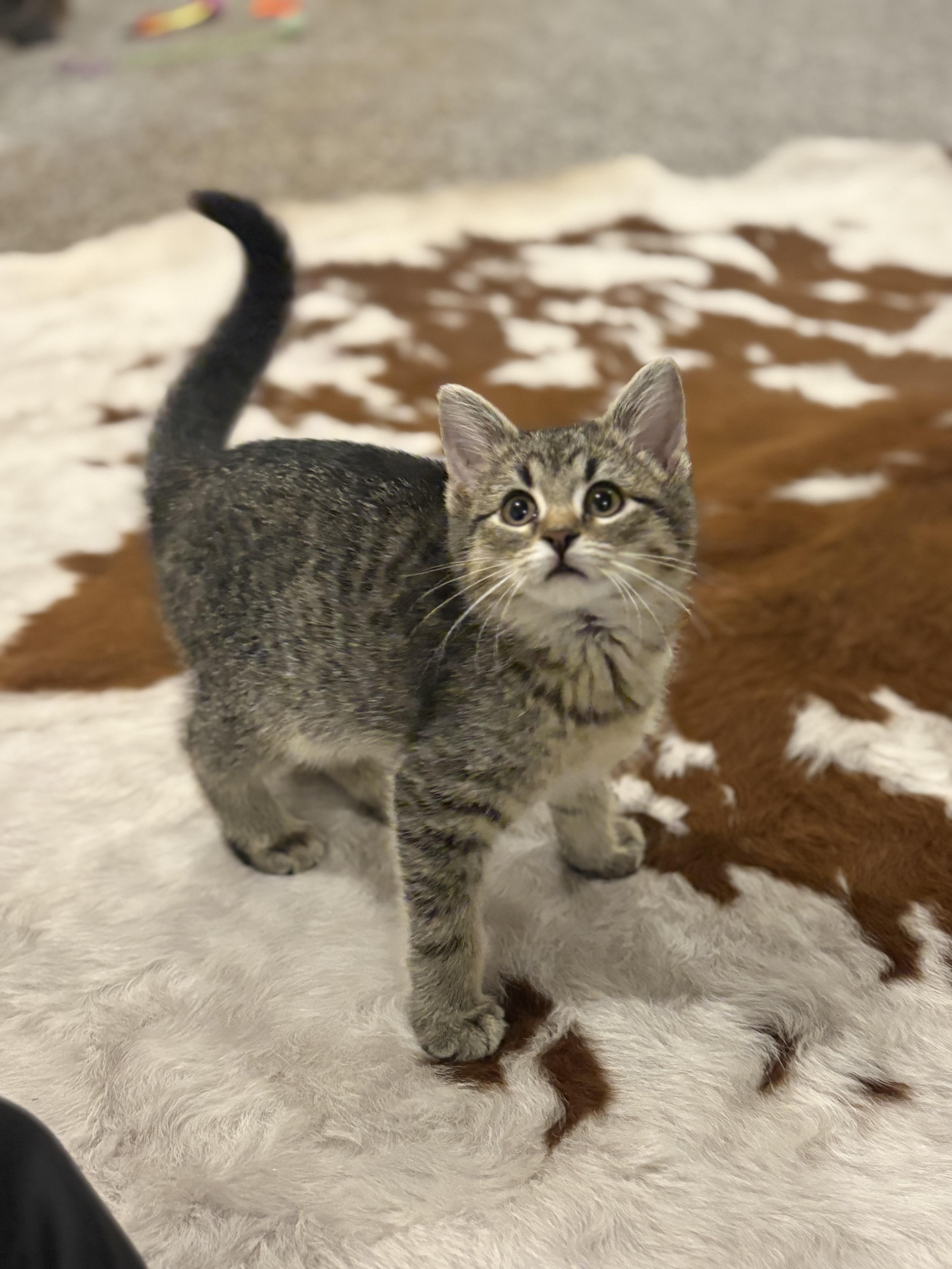 Enlarge Jack Sparrow, a Adoptable Domestic Short Hair in Boone, IA image 2/3