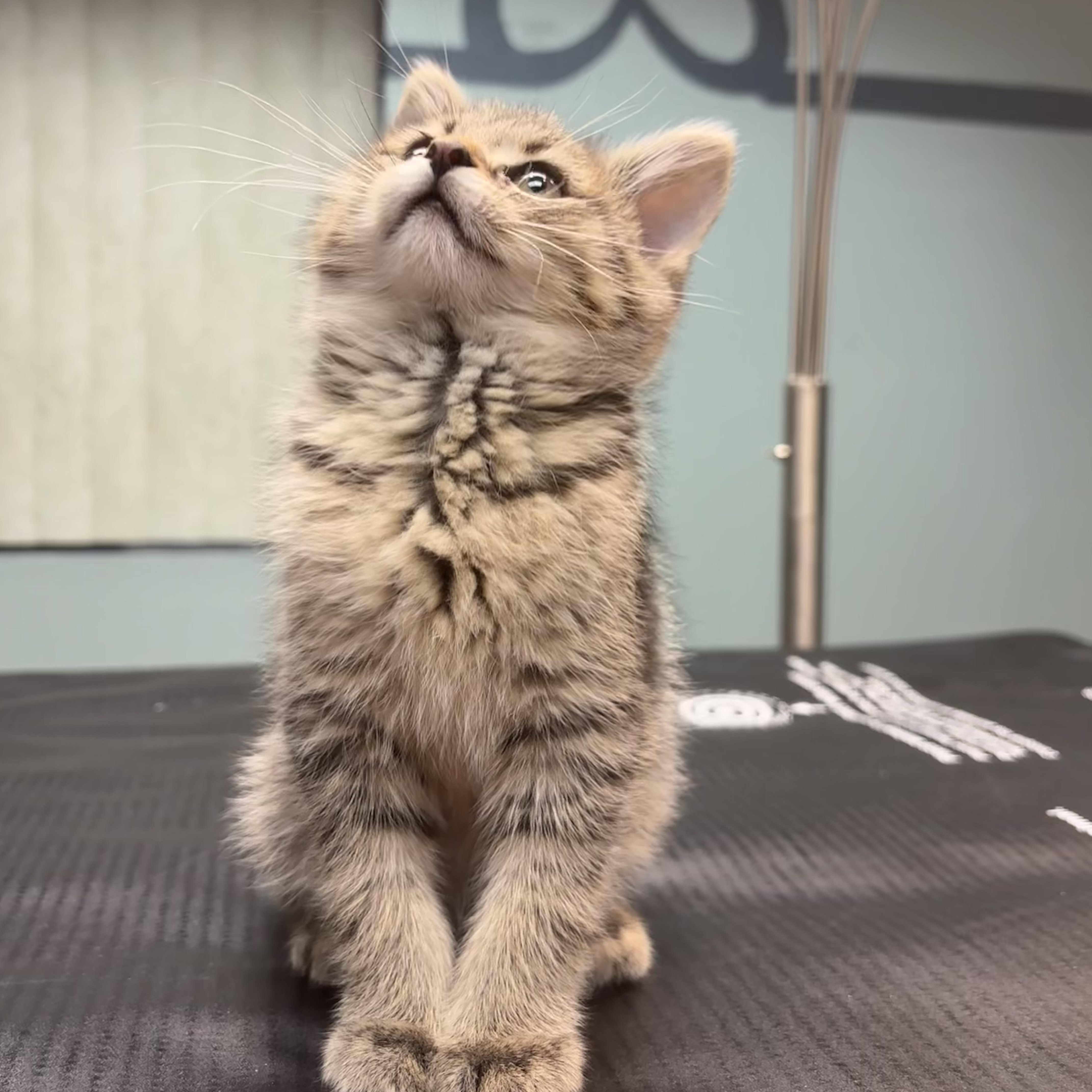 Jack Sparrow, Adoptable, Kitten Male Domestic Short Hair.