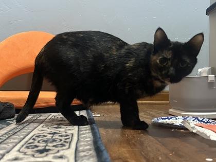 Princess Donut, a ADOPTABLE Domestic Short Hair in Neenah, WI image 3/3