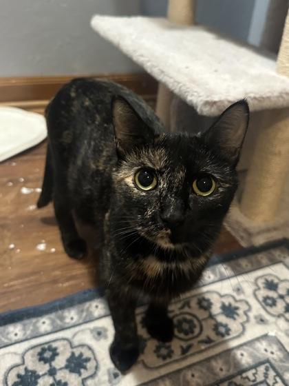 Princess Donut, a ADOPTABLE Domestic Short Hair in Neenah, WI image 1/3