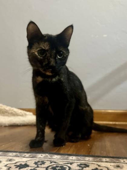 Princess Donut, a ADOPTABLE Domestic Short Hair in Neenah, WI image 2/3