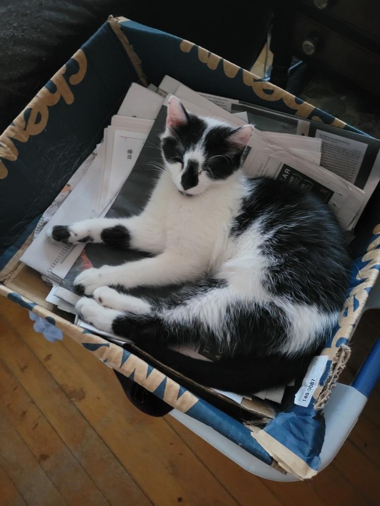 Enlarge Denny , an adopted Domestic Short Hair in Canton, MA image 2/3