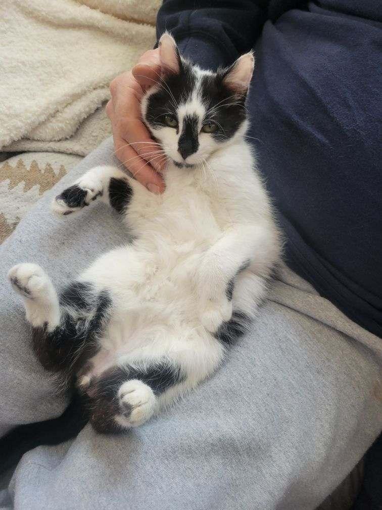 Enlarge Denny , an adopted Domestic Short Hair in Canton, MA image 3/3