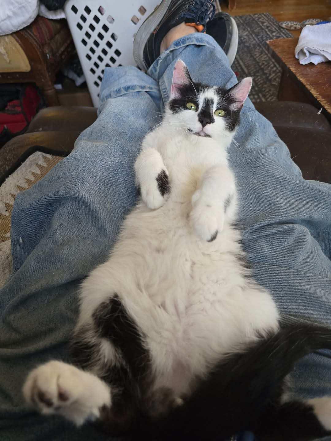 Enlarge Denny , an adopted Domestic Short Hair in Canton, MA image 1/3