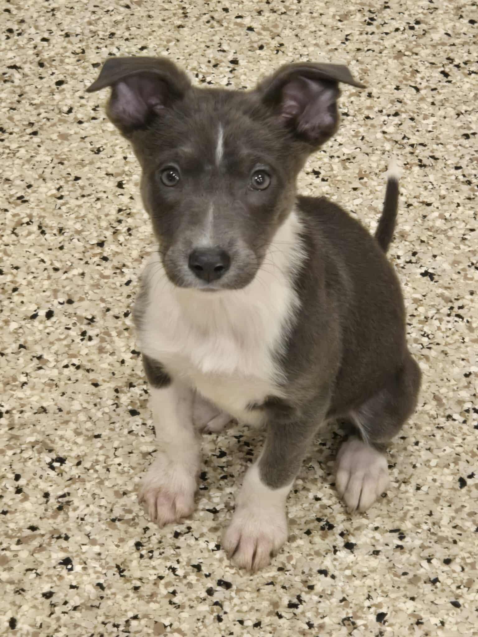 Rory, an adoptable mixed breed in Freeport, IL image 1/2