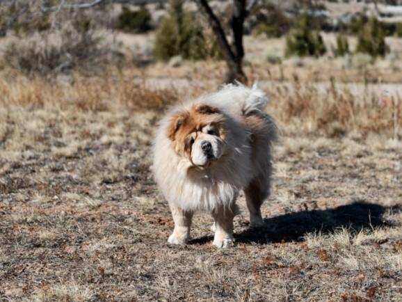 Enlarge DANTE, a Adoptable Chow Chow in Santa Fe, NM image 1/1