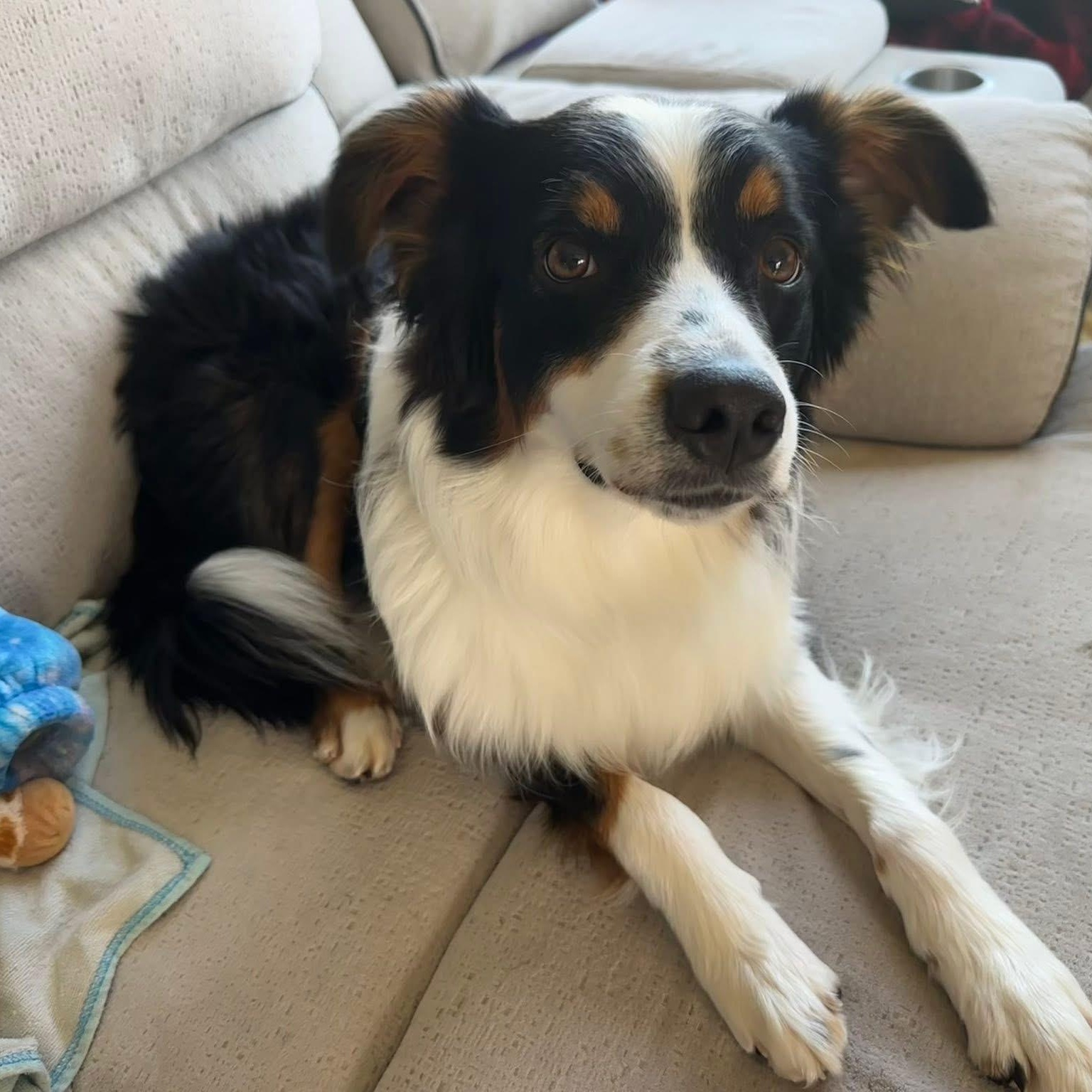 Enlarge Orbit, a ADOPTABLE mixed breed in McHenry, IL image 4/4