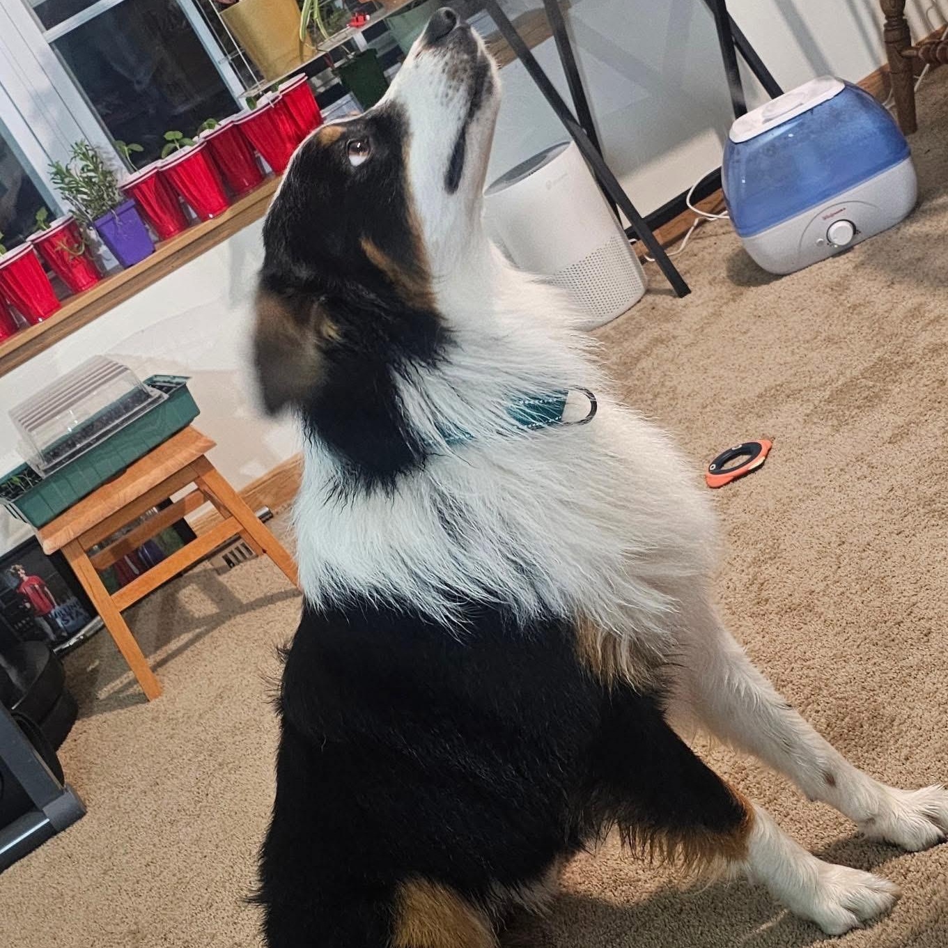 Enlarge Orbit, a ADOPTABLE mixed breed in McHenry, IL image 2/4