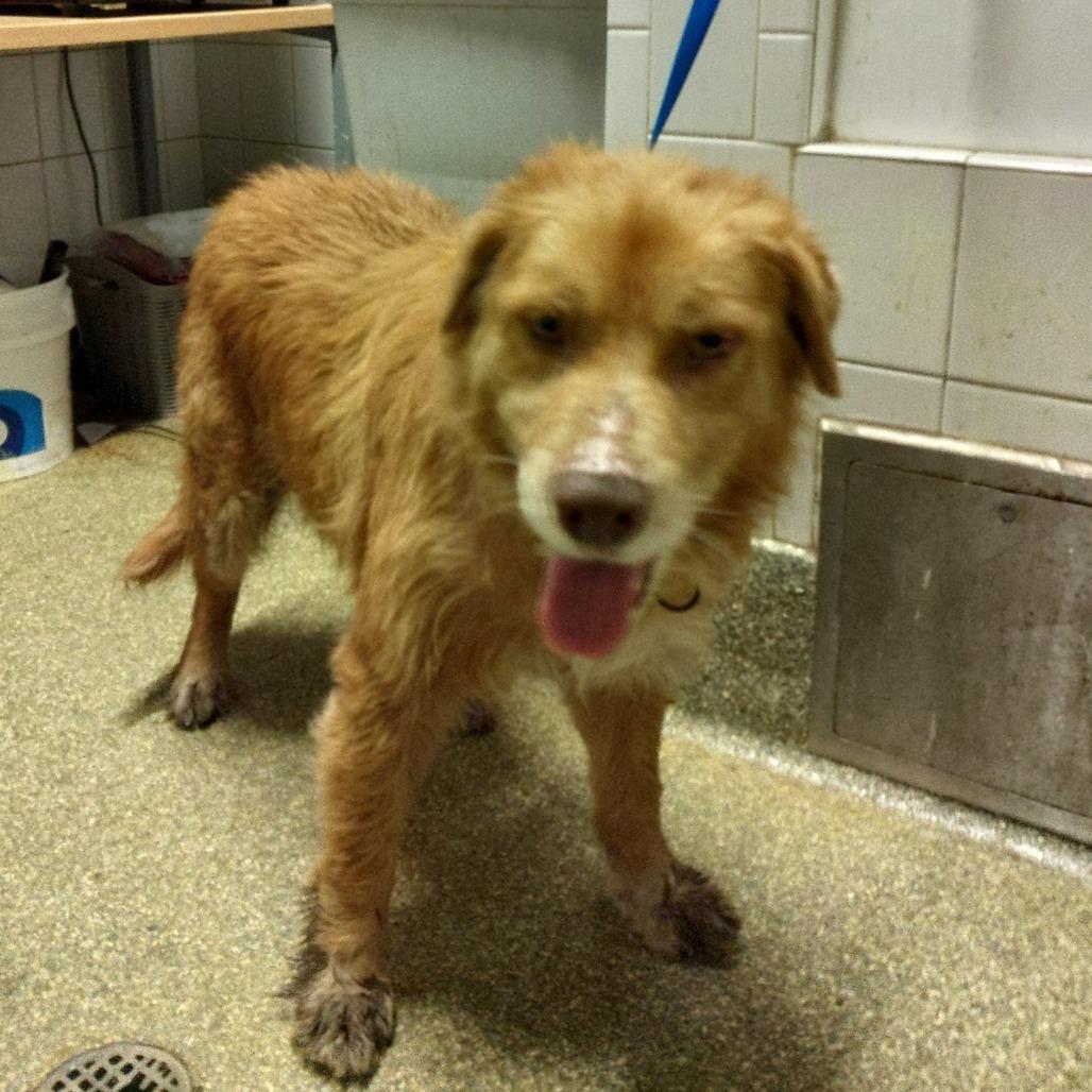 IVHS-Stray-144086, ADOPTABLE, Senior • Male, Chow Chow & Shepherd.