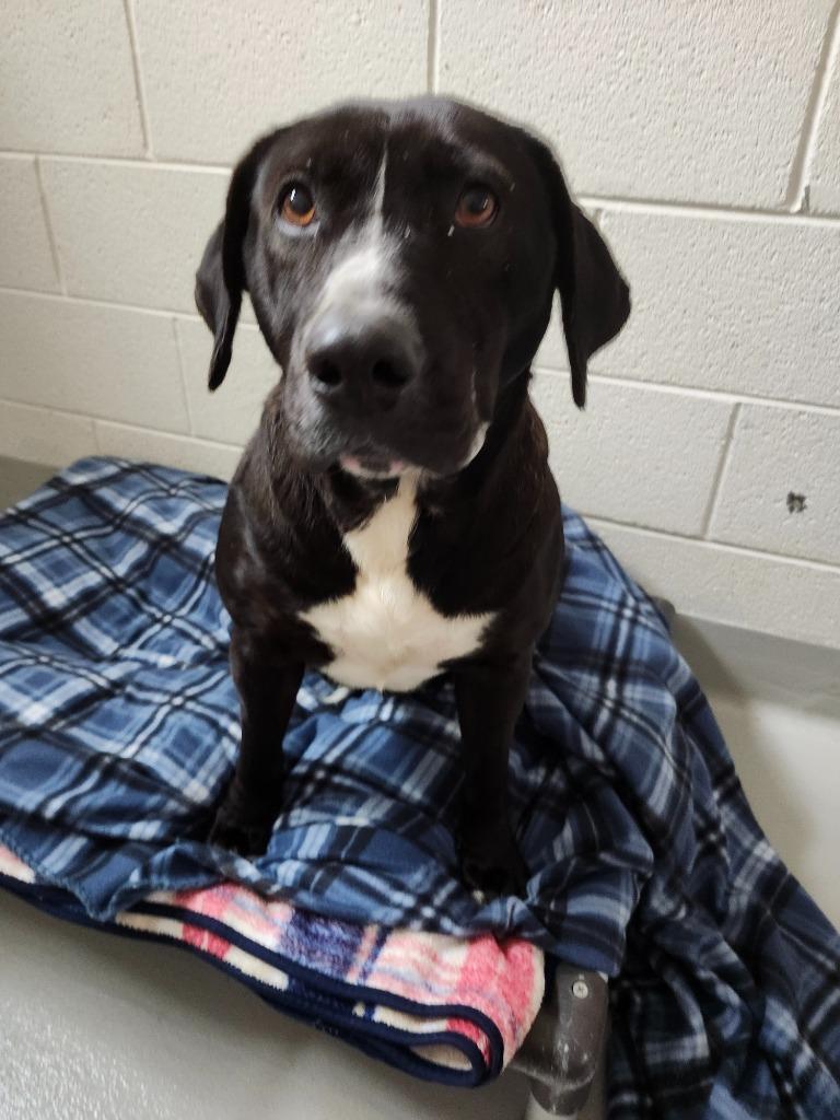Ann Marie, Adoptable, Adult Female Labrador Retriever & Hound.