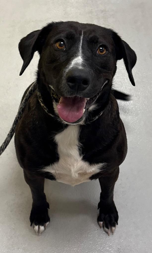 Ann Marie, Adoptable, Adult Female Labrador Retriever & Hound.