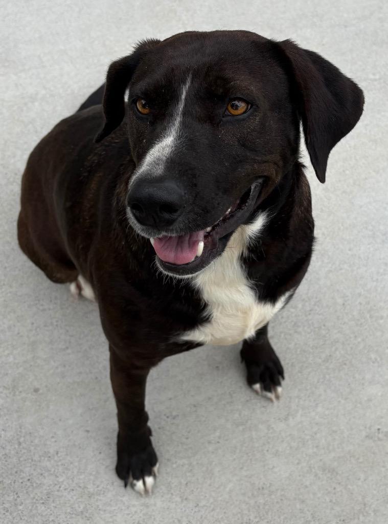 Enlarge Ann Marie, a Adoptable mixed breed in Greeneville, TN image 2/2
