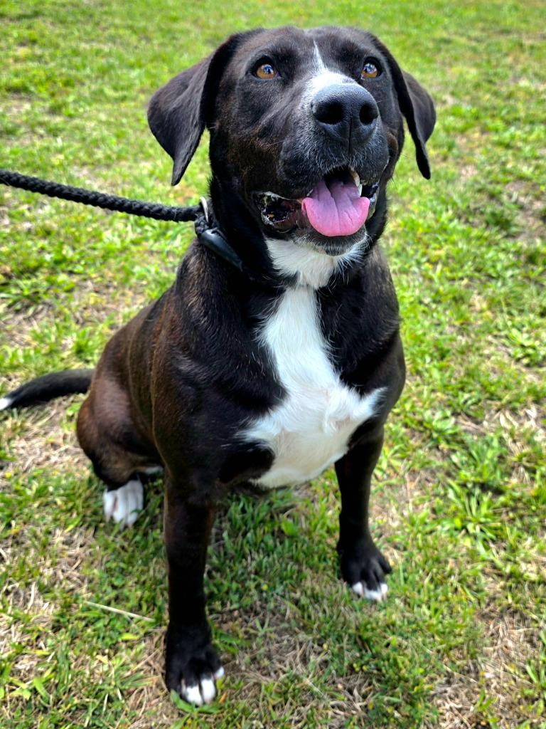 Ann Marie, a Adoptable mixed breed in Greeneville, TN image 3/3