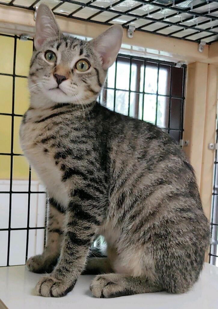 Kelda, a Adoptable Domestic Short Hair in Oakland Park, FL image 1/3