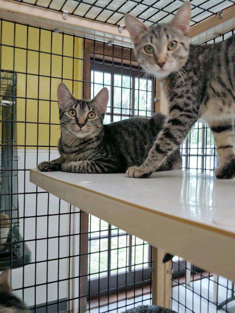 Kelda, a Adoptable Domestic Short Hair in Oakland Park, FL image 2/3