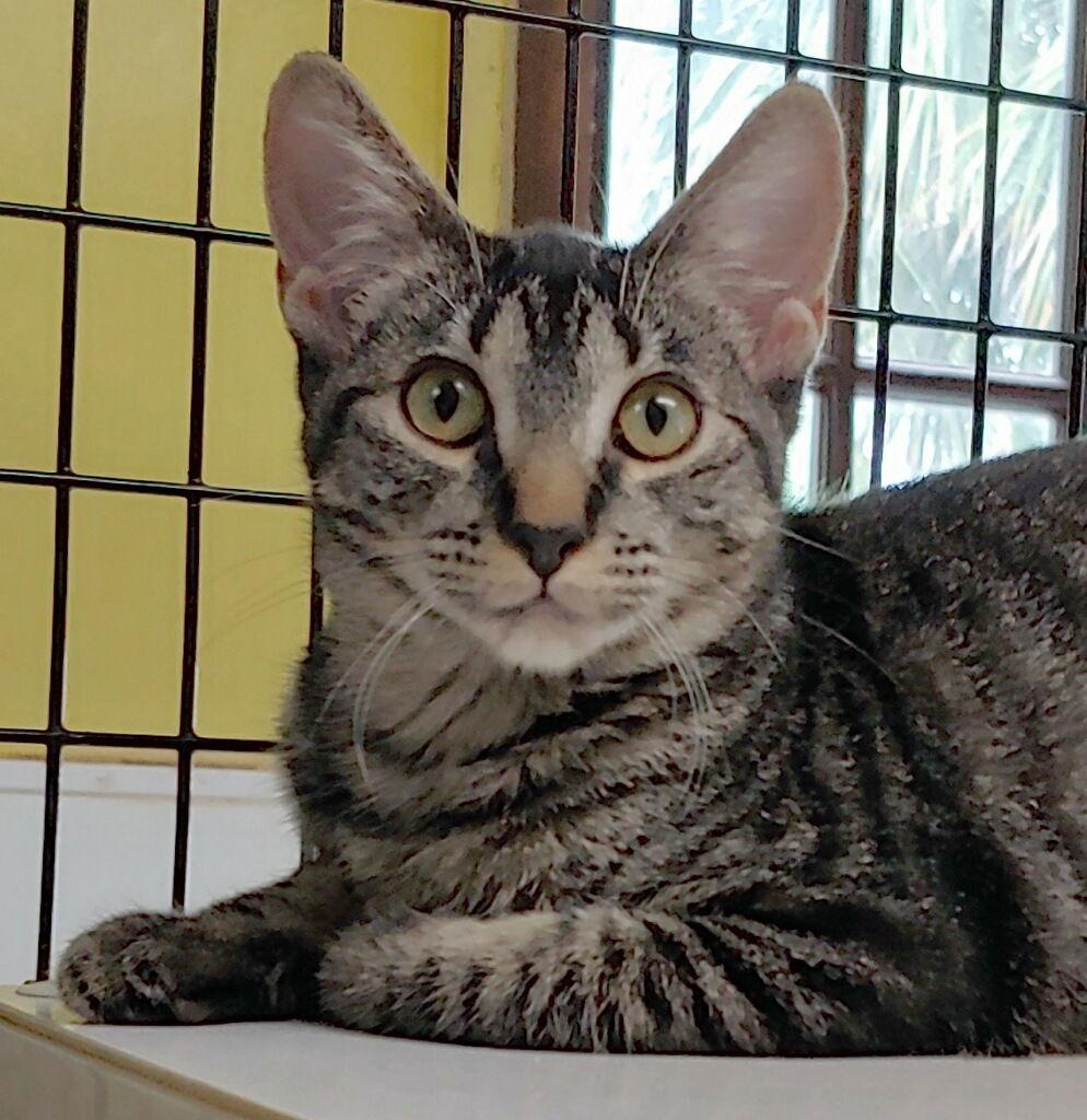 Kelda, a Adoptable Domestic Short Hair in Oakland Park, FL image 3/3