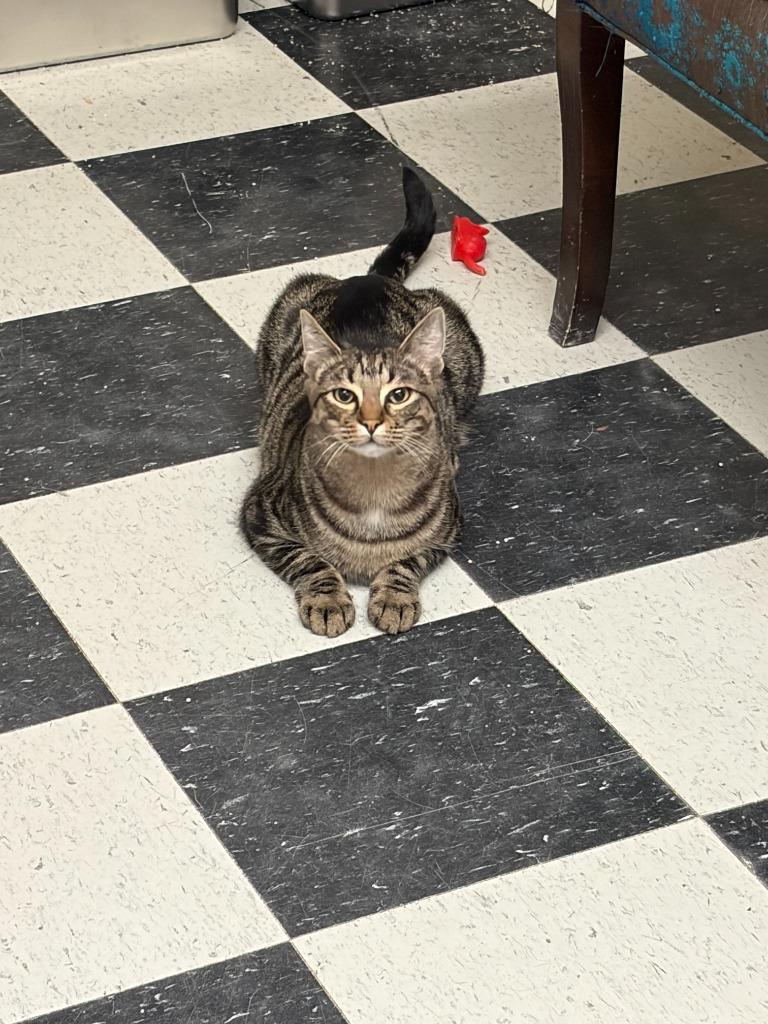 Ocelot, Adopted, Young Male American Shorthair.