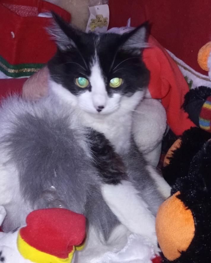 Enlarge Patches, a Adoptable mixed breed in Thompson Falls, MT image 1/1