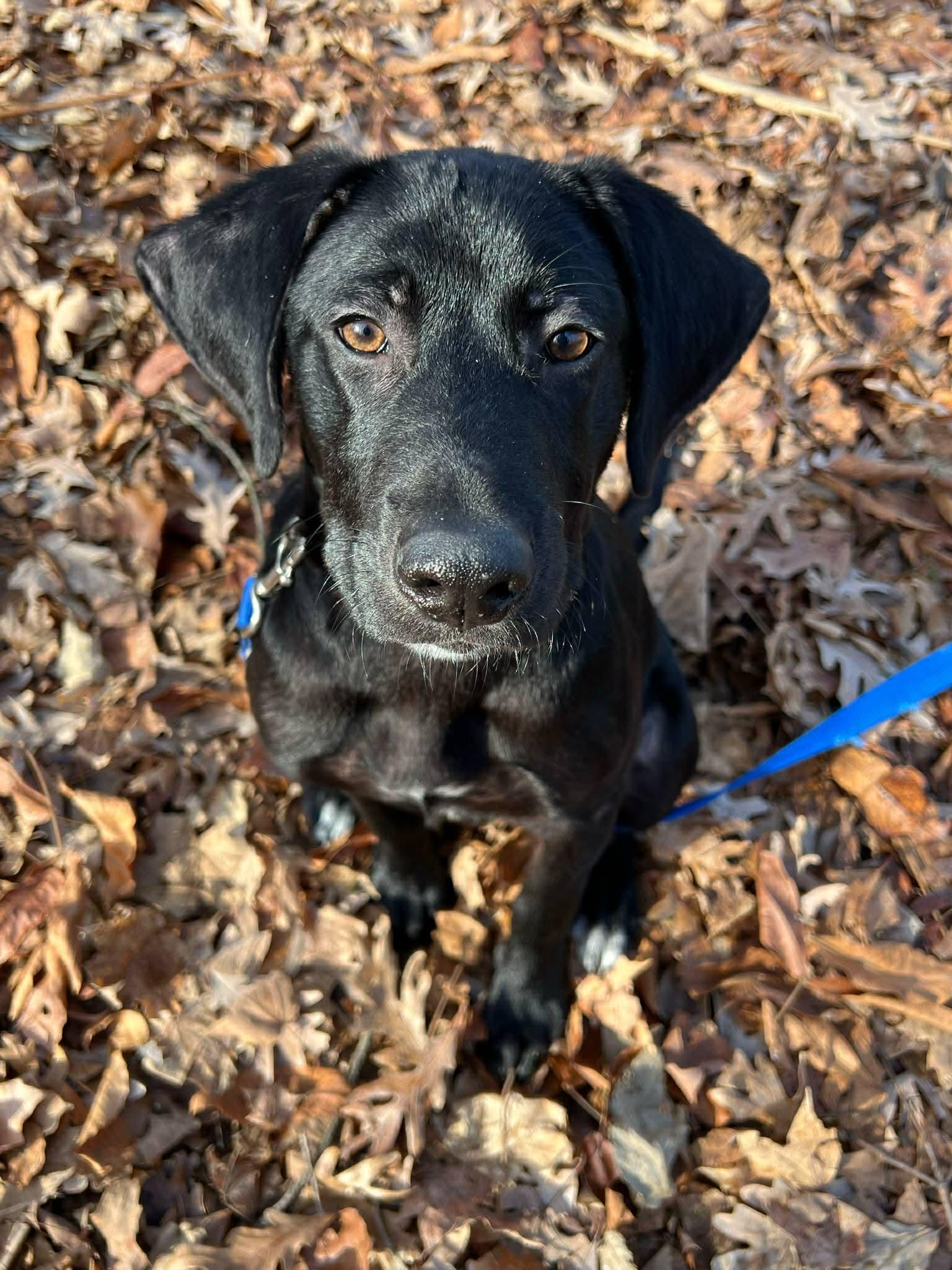 Blue, a ADOPTABLE mixed breed in Brattleboro, VT image 1/4