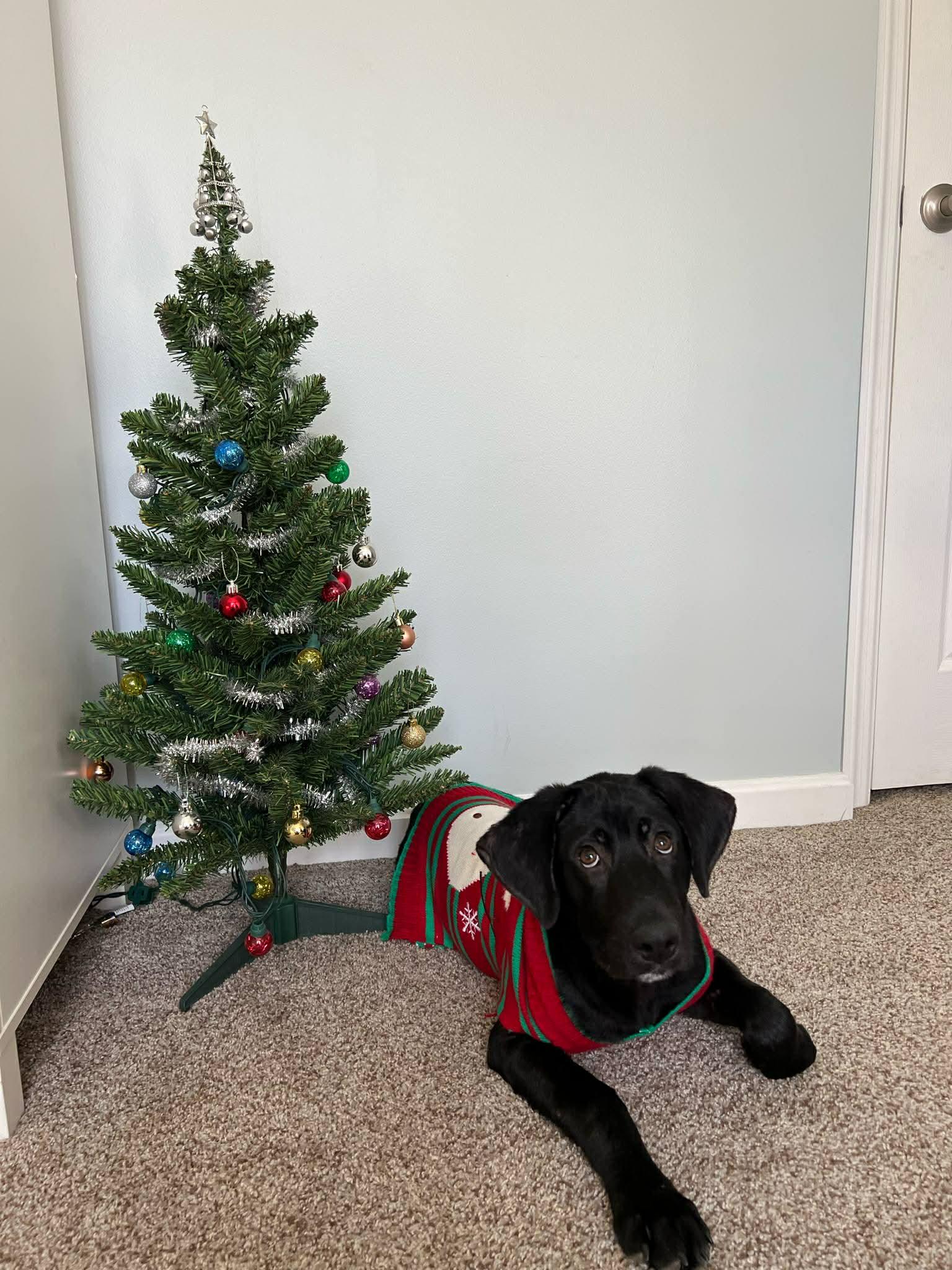 Blue, a ADOPTABLE mixed breed in Brattleboro, VT image 4/4