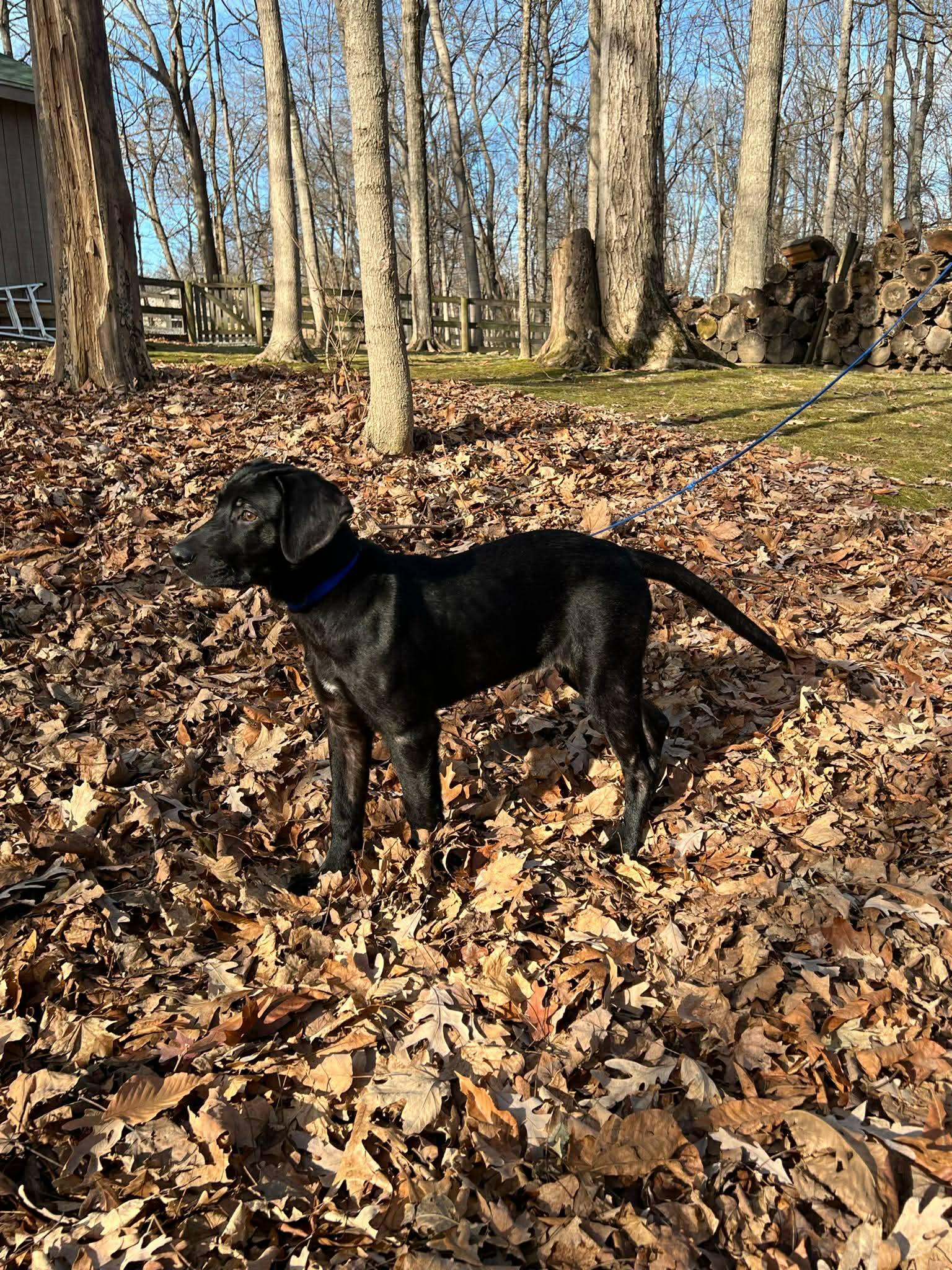 Blue, a ADOPTABLE mixed breed in Brattleboro, VT image 2/4