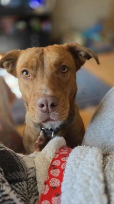 90279a Sadie - Adoption Ambassador, Adoptable, Adult Female American Staffordshire Terrier & Mixed Breed.
