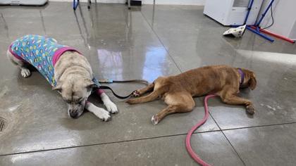 Enlarge 90279a Sadie - Adoption Ambassador, a Adoptable mixed breed in North Charleston, SC image 1/3