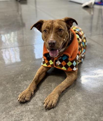 Enlarge 90279a Sadie - Adoption Ambassador, a Adoptable mixed breed in North Charleston, SC image 2/3