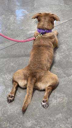 Enlarge 90279a Sadie - Adoption Ambassador, a Adoptable mixed breed in North Charleston, SC image 3/3