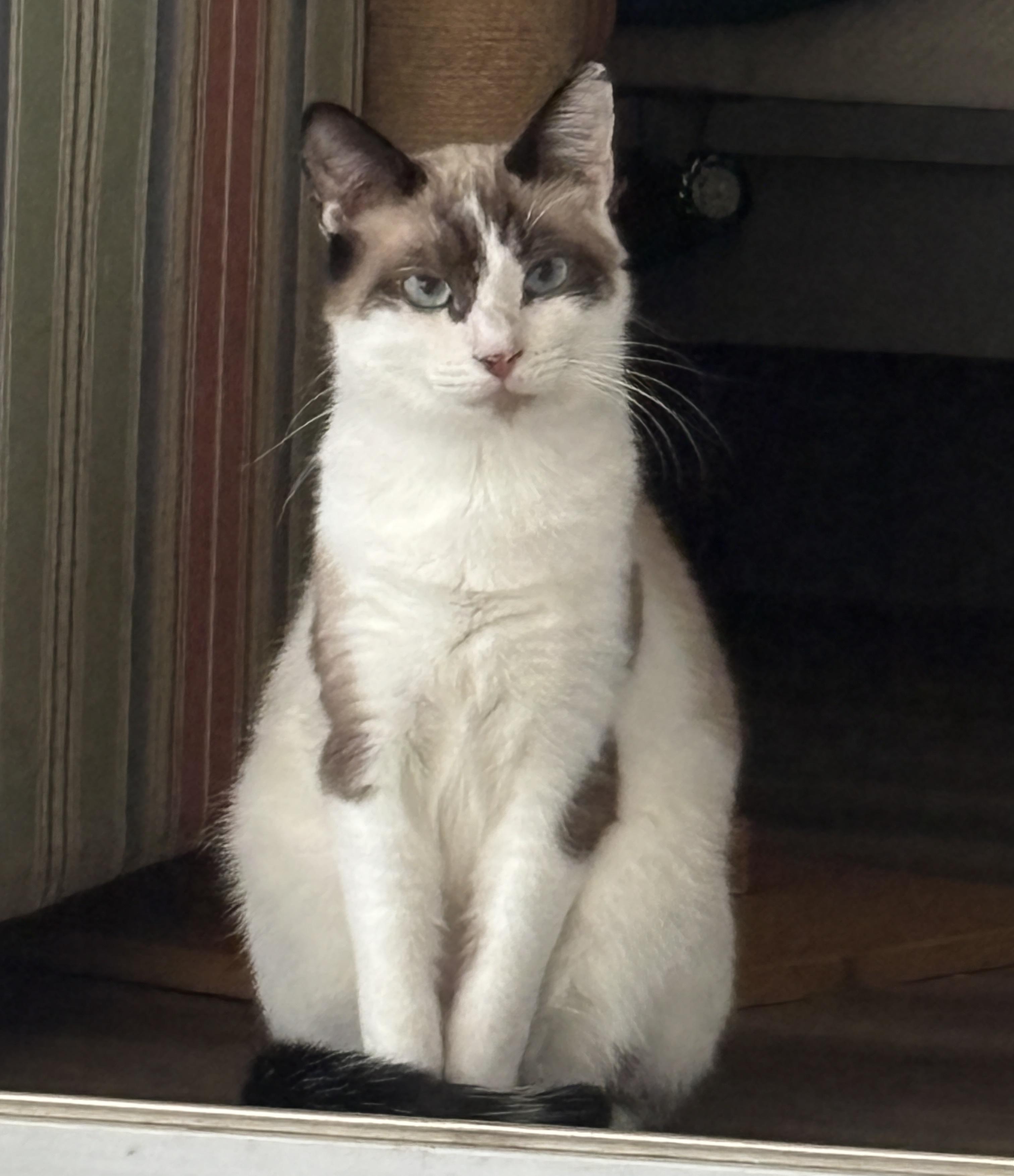 Tex, a ADOPTABLE mixed breed in Vineyard Haven, MA image 3/6