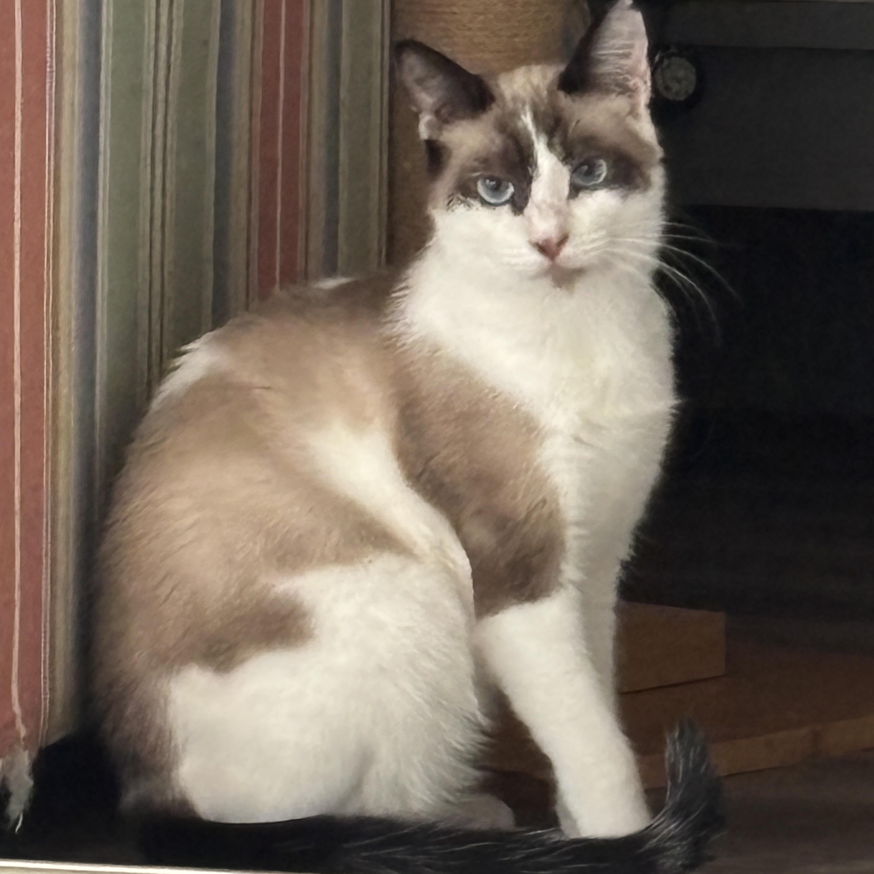 Tex, ADOPTABLE, Kitten Male Domestic Short Hair & Snowshoe.