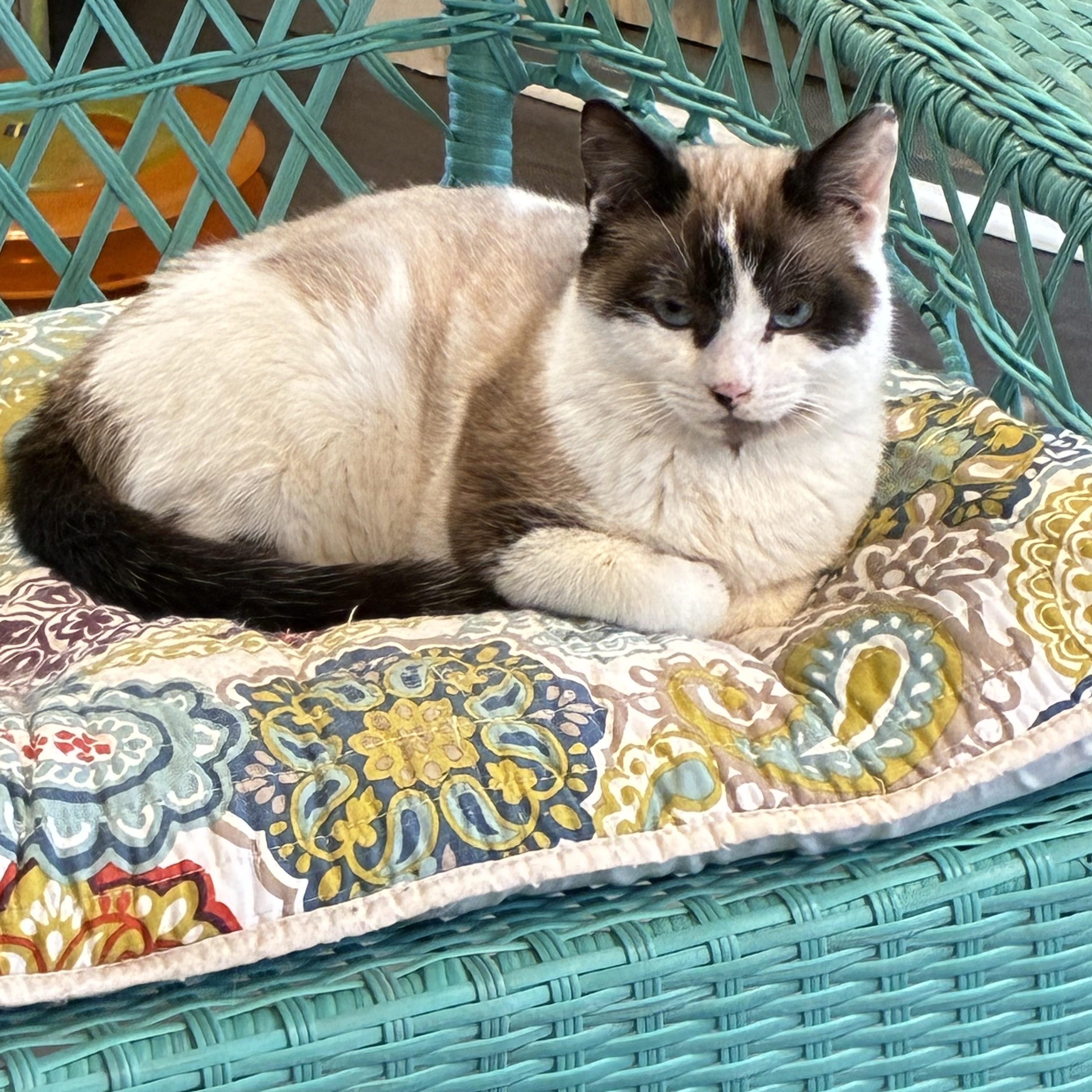 Enlarge Tex, a ADOPTABLE mixed breed in Vineyard Haven, MA image 4/6