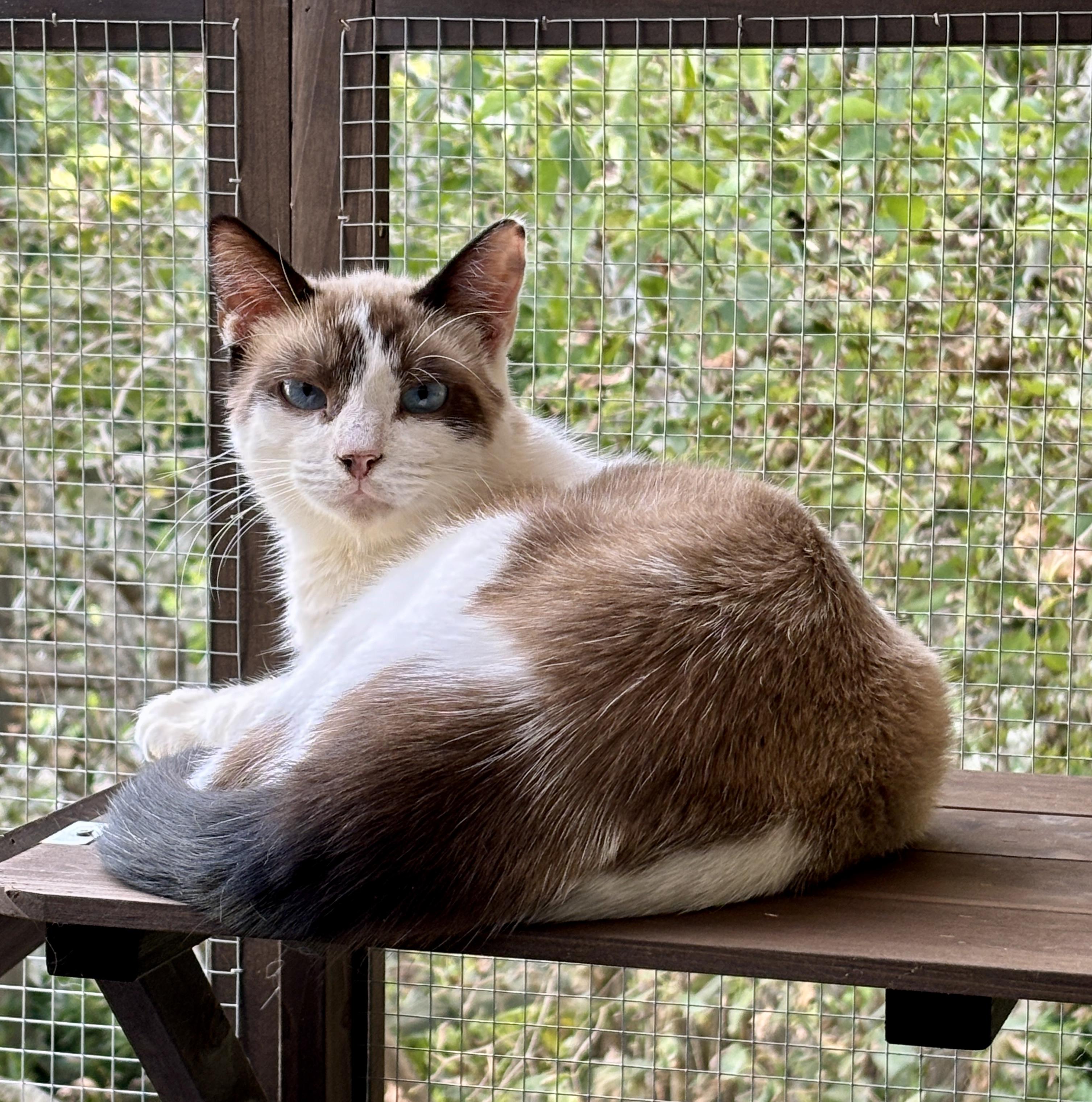 Enlarge Tex, a ADOPTABLE mixed breed in Vineyard Haven, MA image 6/6