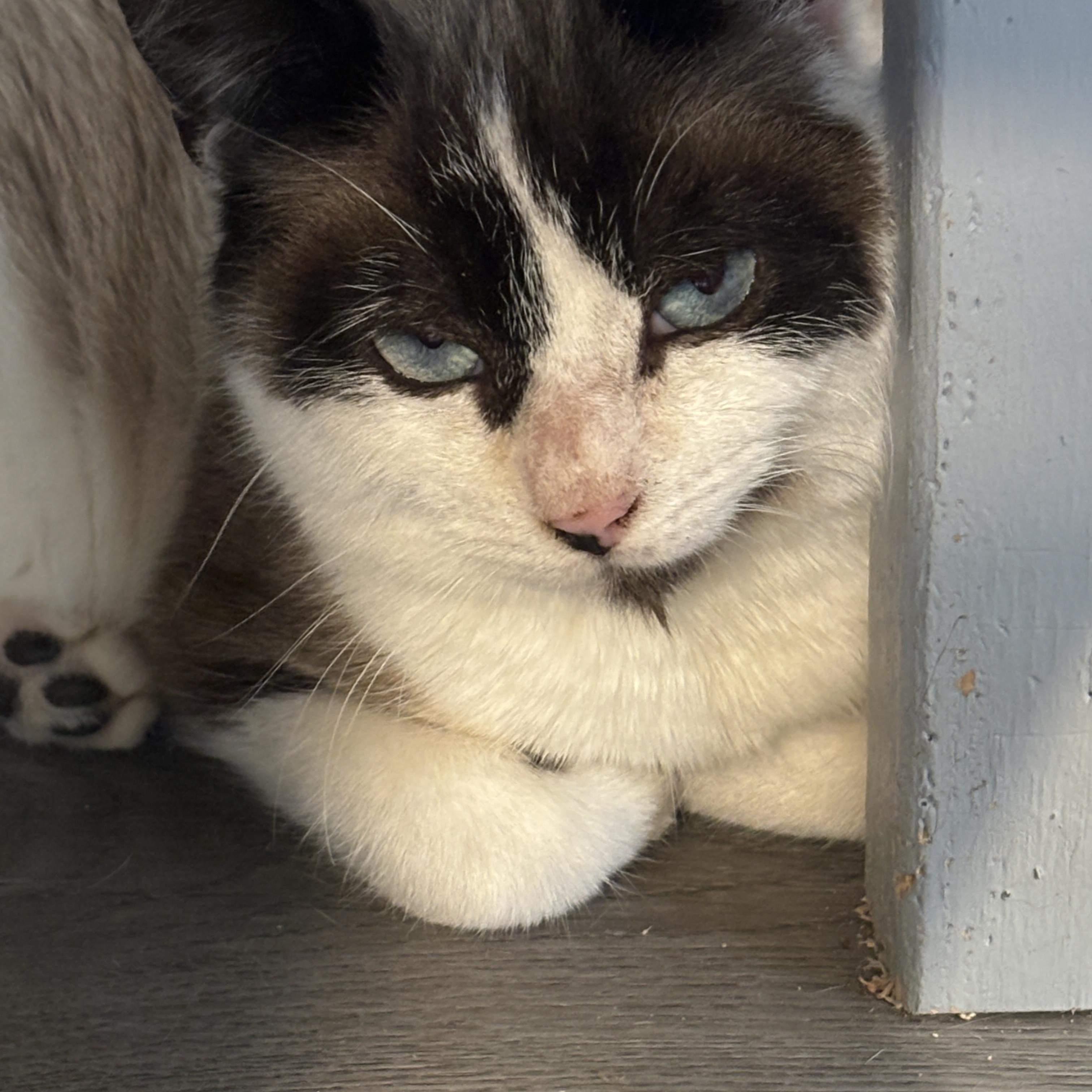 Enlarge Tex, a ADOPTABLE mixed breed in Vineyard Haven, MA image 1/6