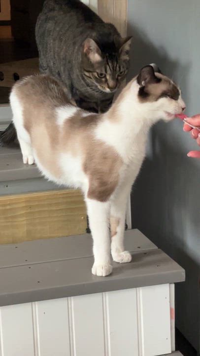 Enlarge Tex, a ADOPTABLE mixed breed in Vineyard Haven, MA video 6/6