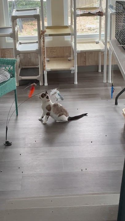 Enlarge Tex, a ADOPTABLE mixed breed in Vineyard Haven, MA video 6/6