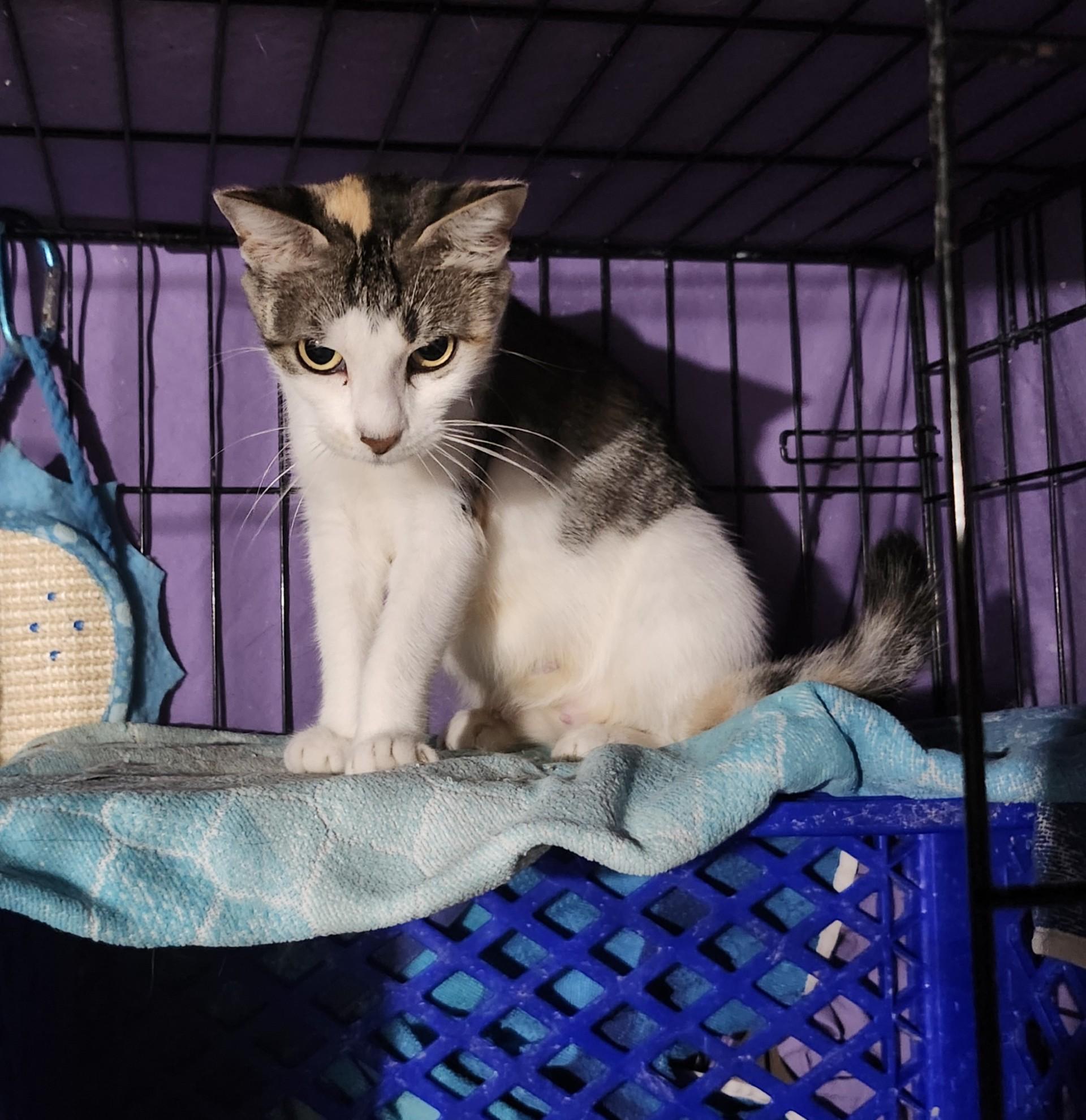 Enlarge Chick Pea, an adoptable mixed breed in East Brunswick, NJ image 6/6