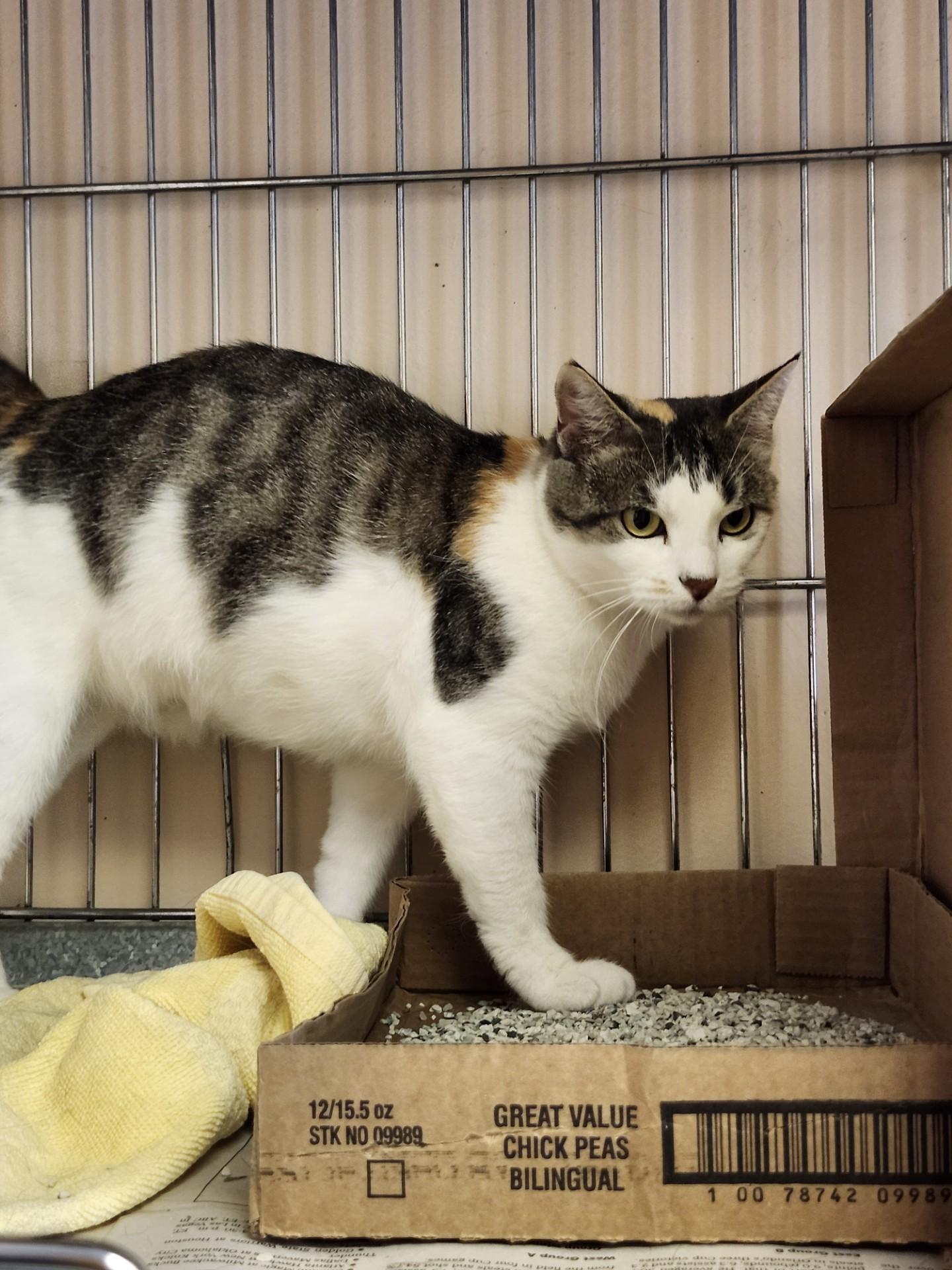 Chick Pea, adoptable, Young Female Calico & Domestic Short Hair.